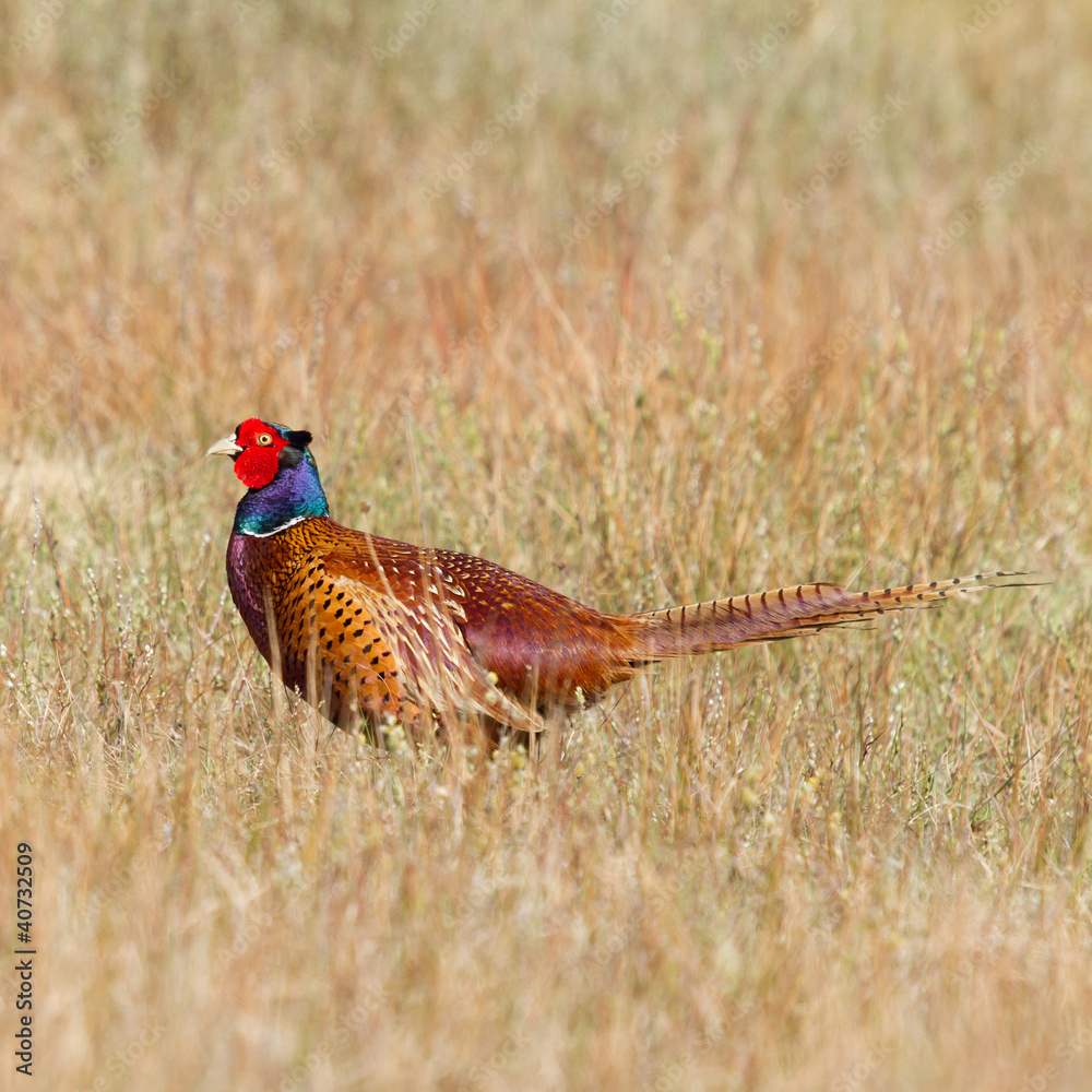 Fototapeta premium A common Pheasant