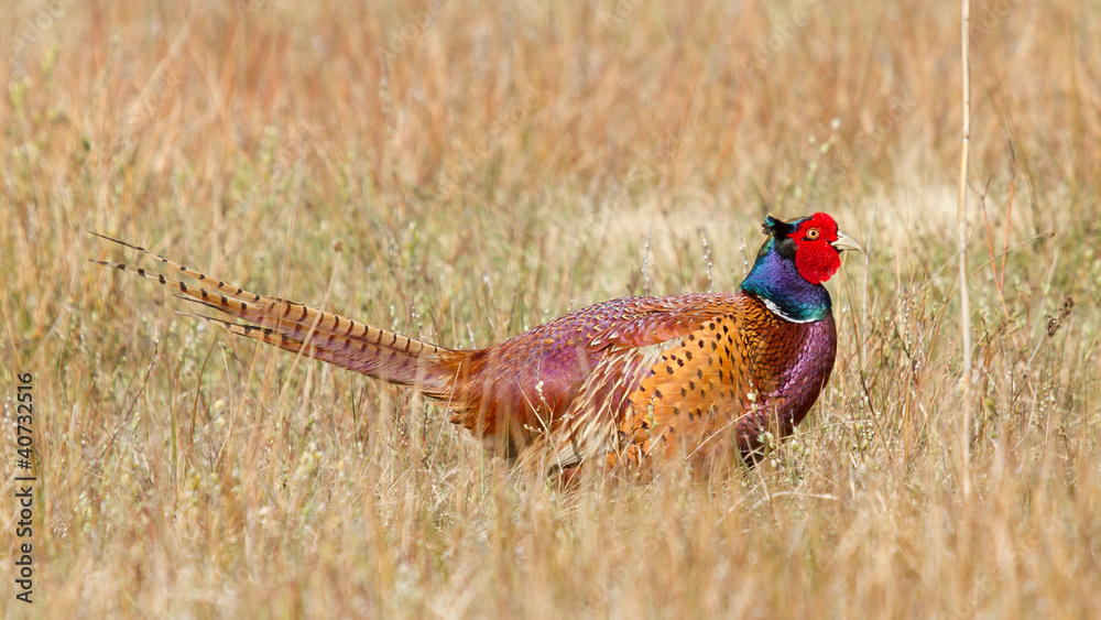 Fototapeta premium A common Pheasant