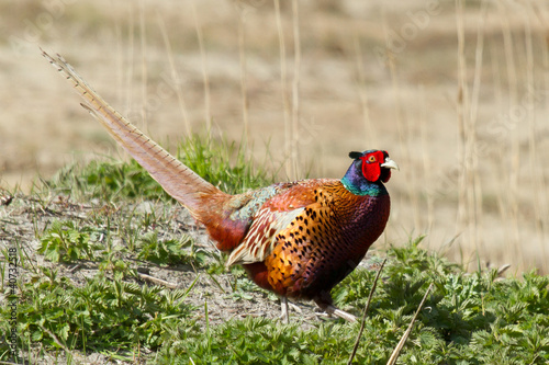 A common Pheasant