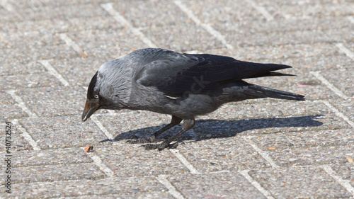 Fotografie A daw is eating