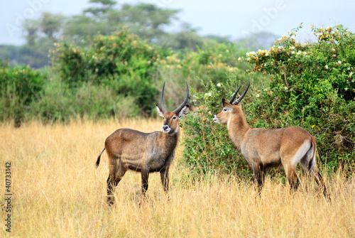 Waterbuck males