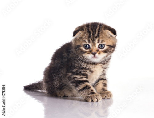 striped little kitten