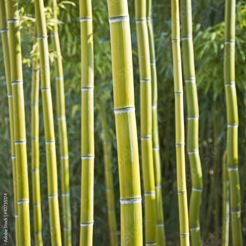 Fototapeta Naklejka Na Ścianę i Meble -  Forêt de bambous