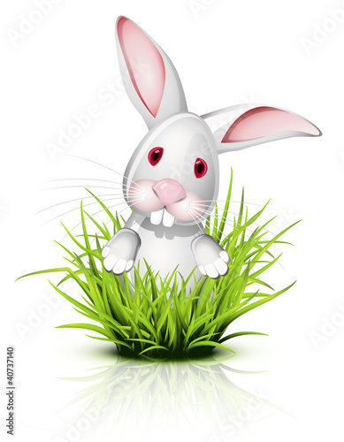 Little rabbit on grass