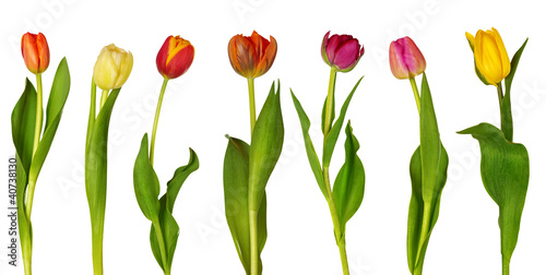Fototapeta Naklejka Na Ścianę i Meble -  Colorful  tulips