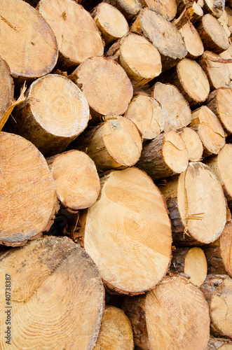 Pine timber stacked at lumber yard