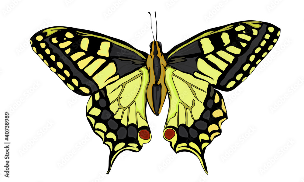Obraz premium Butterfly