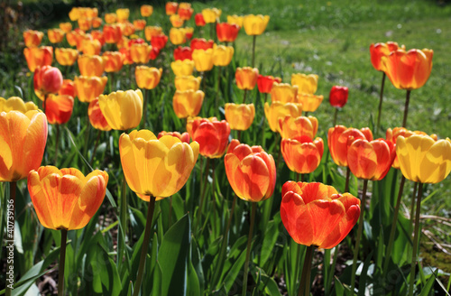 Fototapeta Naklejka Na Ścianę i Meble -  colorful tulips in the garden