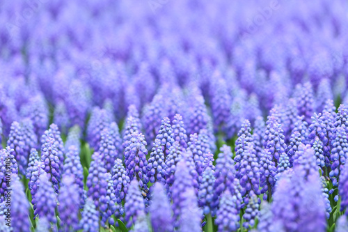 flower, muscari botryoides