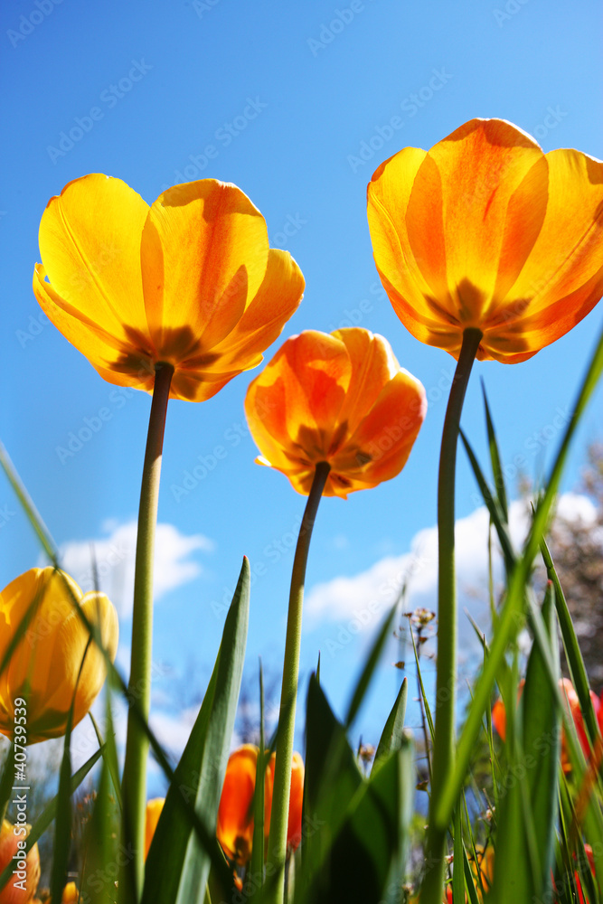 colorful tulips in the garden