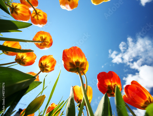 Fototapeta Naklejka Na Ścianę i Meble -  colorful tulips in the garden