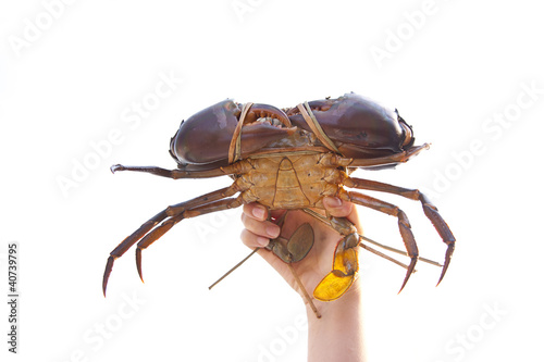 Crab on hand on white background, From farm