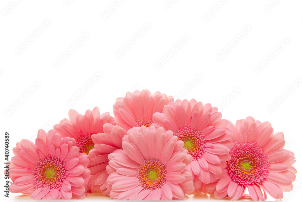 Gerbera,Blumen