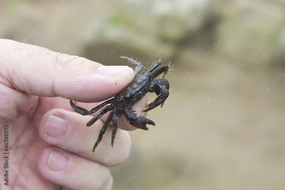 crab subject between the fingers of one hand