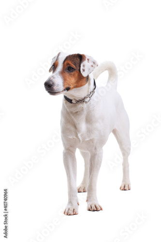 Jack Russel Terrier dog portrait