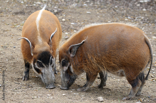 Red river hog