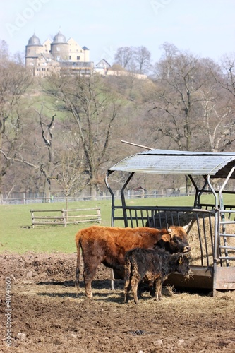 Heckrind mit Kalb 