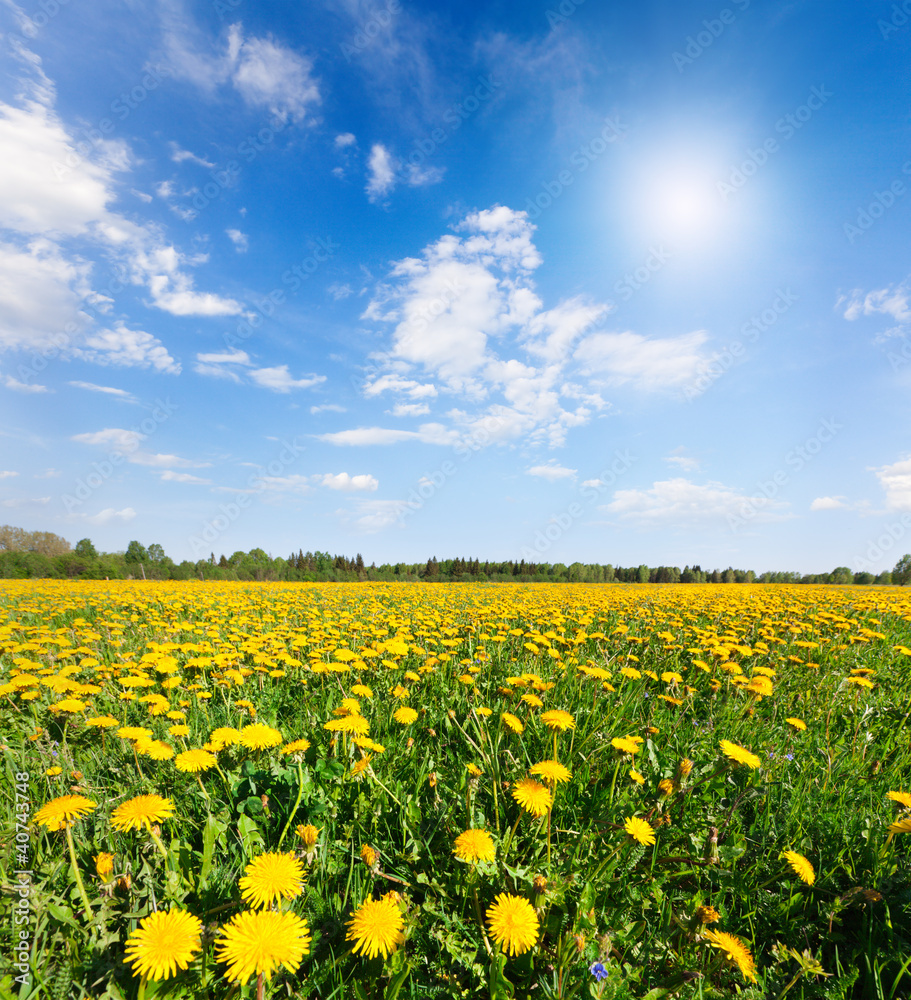 Yellow flowers hill under blue cloudy sky