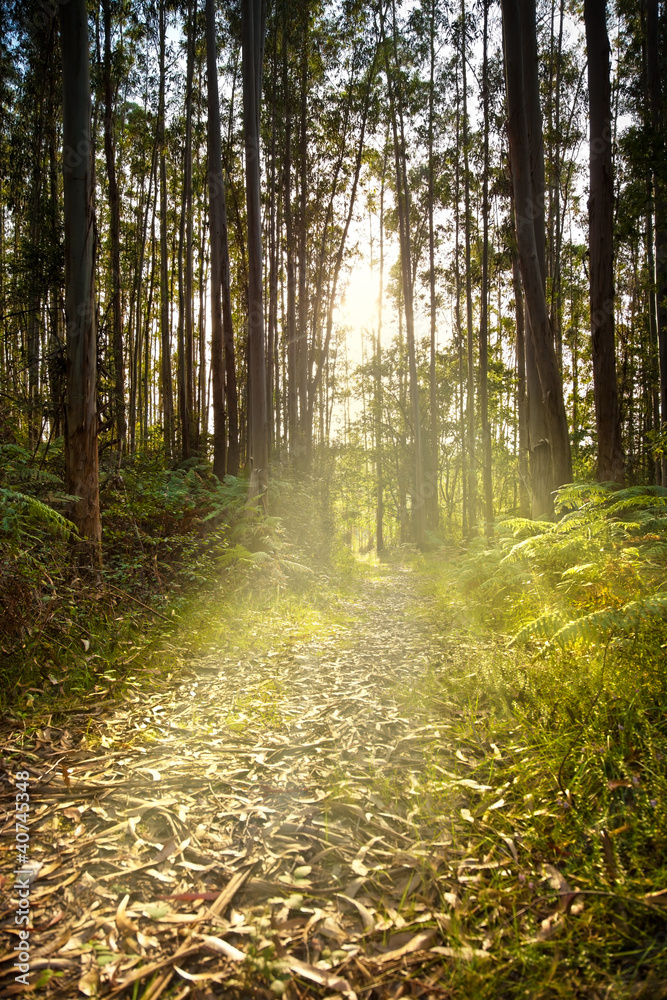 Obraz premium Ścieżka koryta przez las eukaliptusowy przed sumbeams słońca