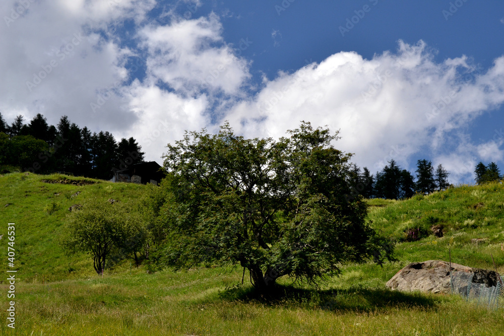 Obraz premium albero verde