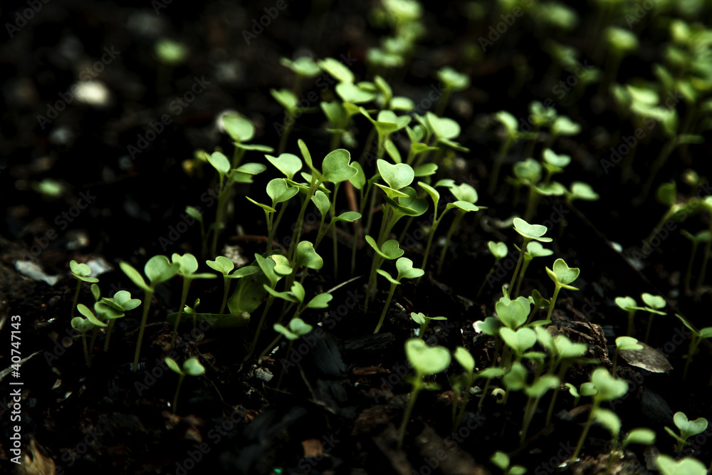 Bok choi seedlings Bok choi seedlings