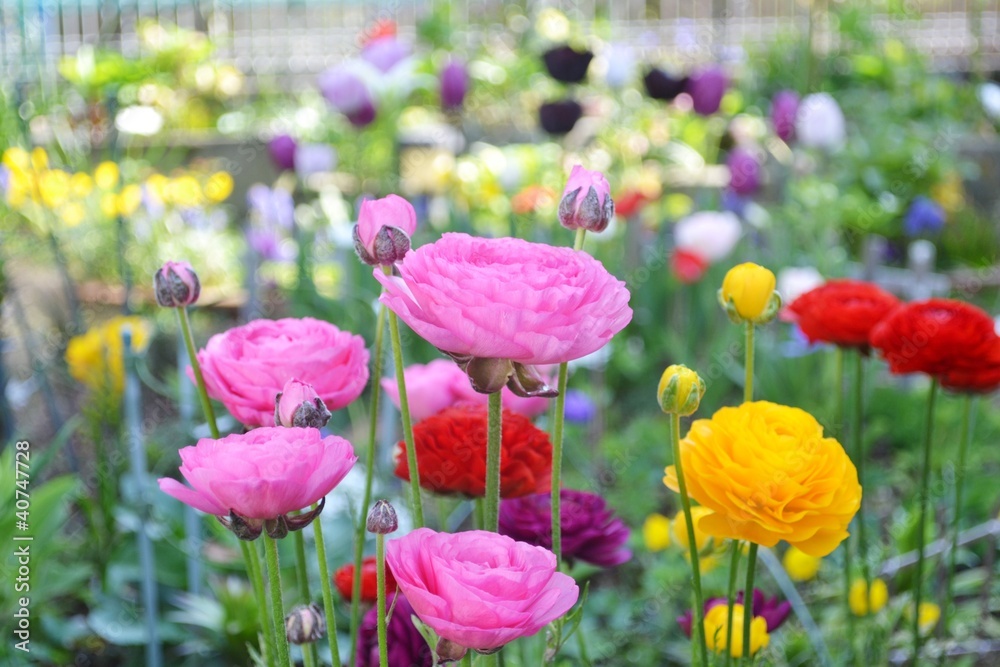 Obraz premium 満開のラナンキュラス