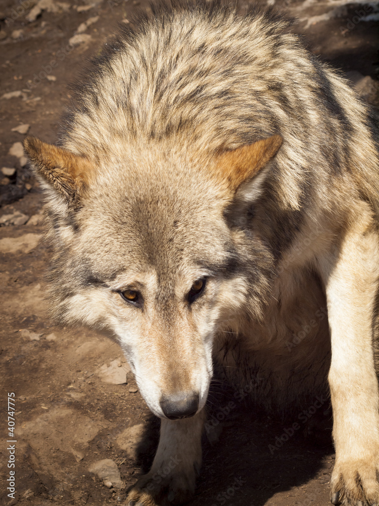 Naklejka premium Wolf