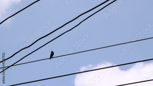 lonely Common Tailor bird