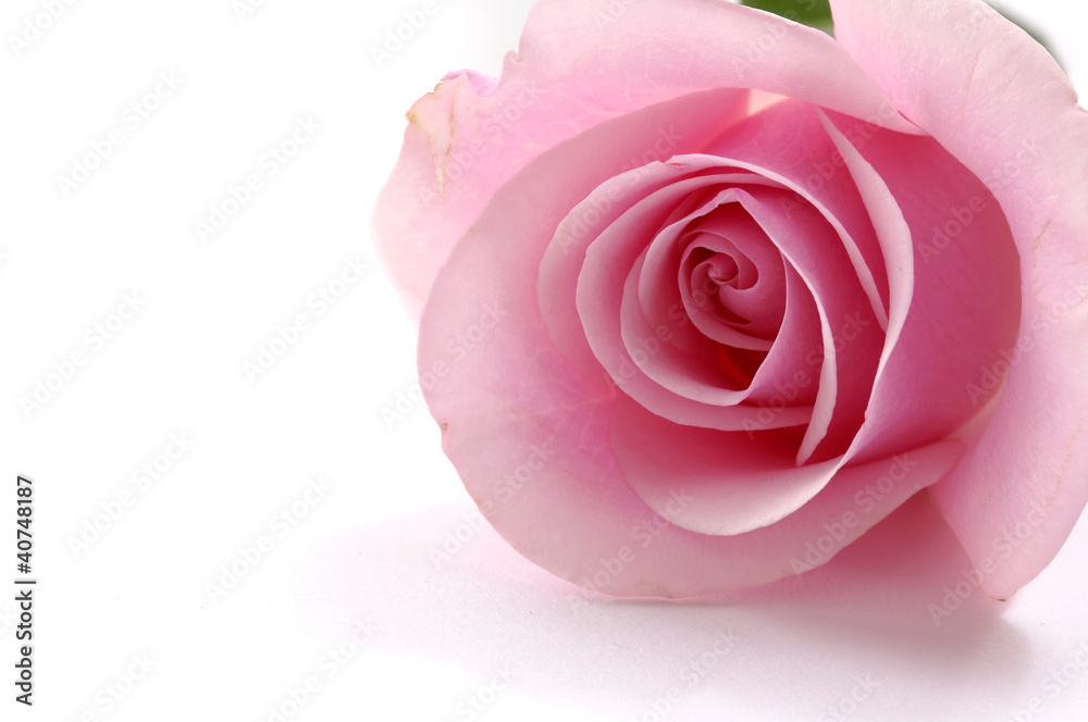 Macro of beautiful pink rose Macro of beautiful pink rose