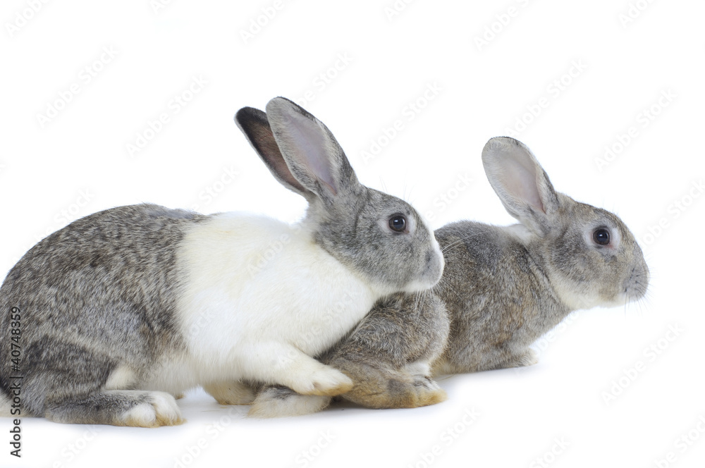 Two adorable rabbits isolated Two adorable rabbits isolated