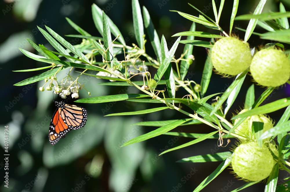 Fototapeta premium Wildlife and Animals - Butterflies