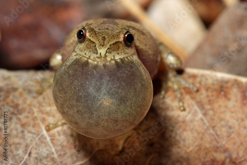 Male Spring Peeper (Pseudacris crucifer) Calling photo