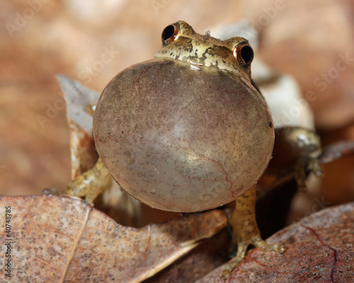 Male Spring Peeper (Pseudacris crucifer) Calling - ON, Canada photo