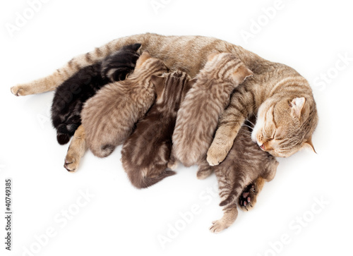 five kittens brood feeding by mother cat isolated