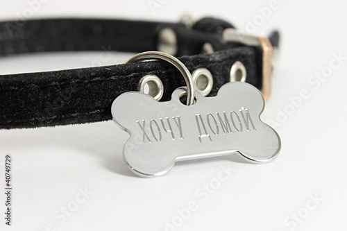 dog medallion and collar