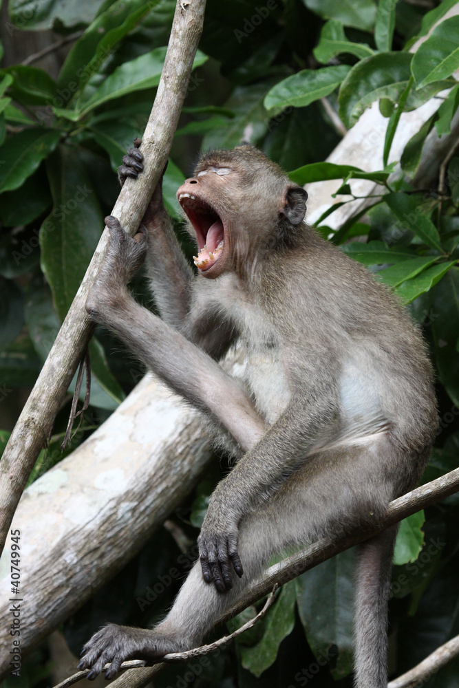 Monkey gape wide open on tree Monkey gape wide open on tree