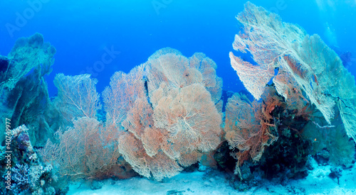 Hickson's fan coral in the Red Sea, Egypt. photo