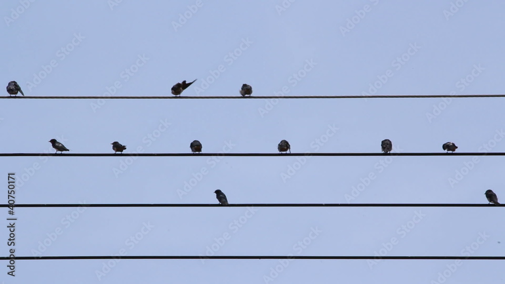Common Tailorbirds flying from power lines Common Tailorbirds flying from power lines