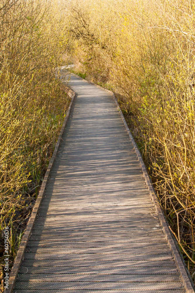 Fototapeta premium A wooden path in the marsh