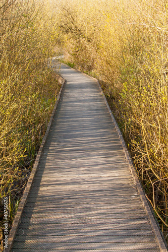 A wooden path in the marsh