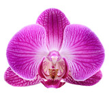 orchid