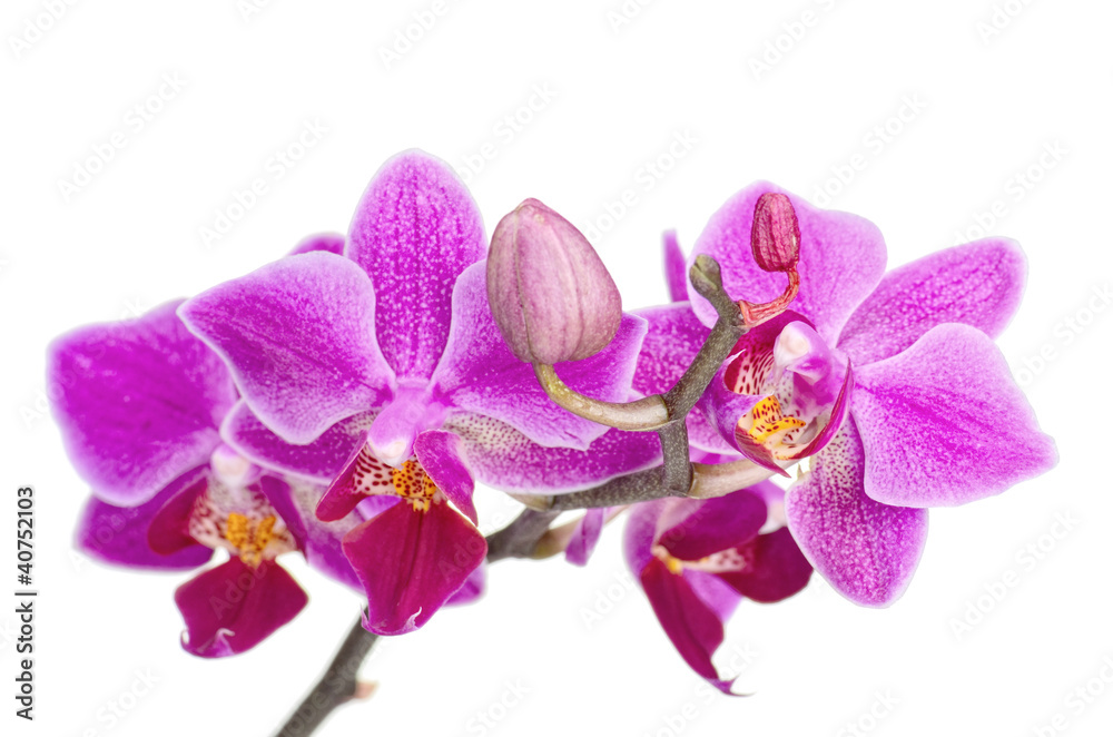 Obraz premium orchid