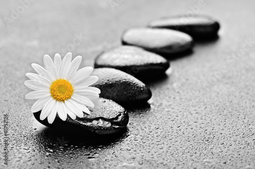 stones and daisy