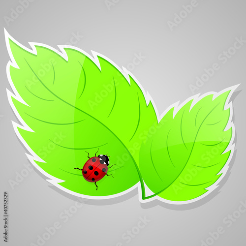 Green leaves with ladybird. Vector illustration.