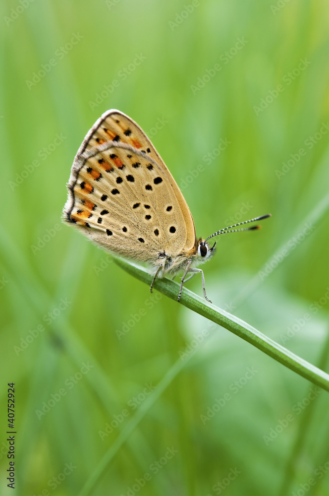farfalla Licenide - macro farfalla Licenide - macro