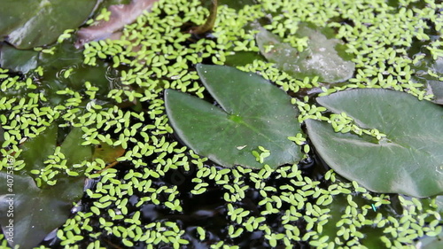 Guppy in a bowl of lotus flowers