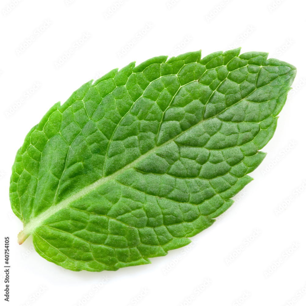 Obraz premium fresh mint leaves isolated on white background. Studio macro