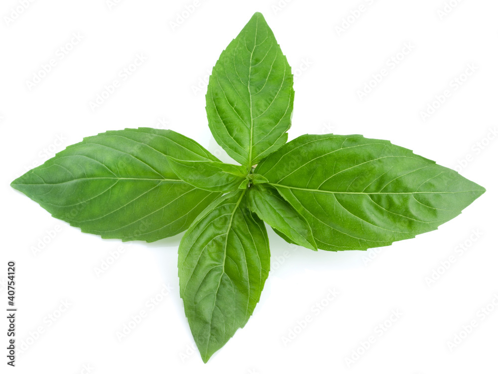 basil leaves isolated on white background basil leaves isolated on white background
