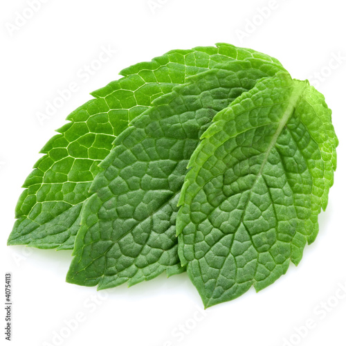 three fresh mint leaves isolated on white background
