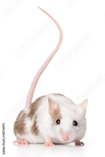 Mouse with a long tail